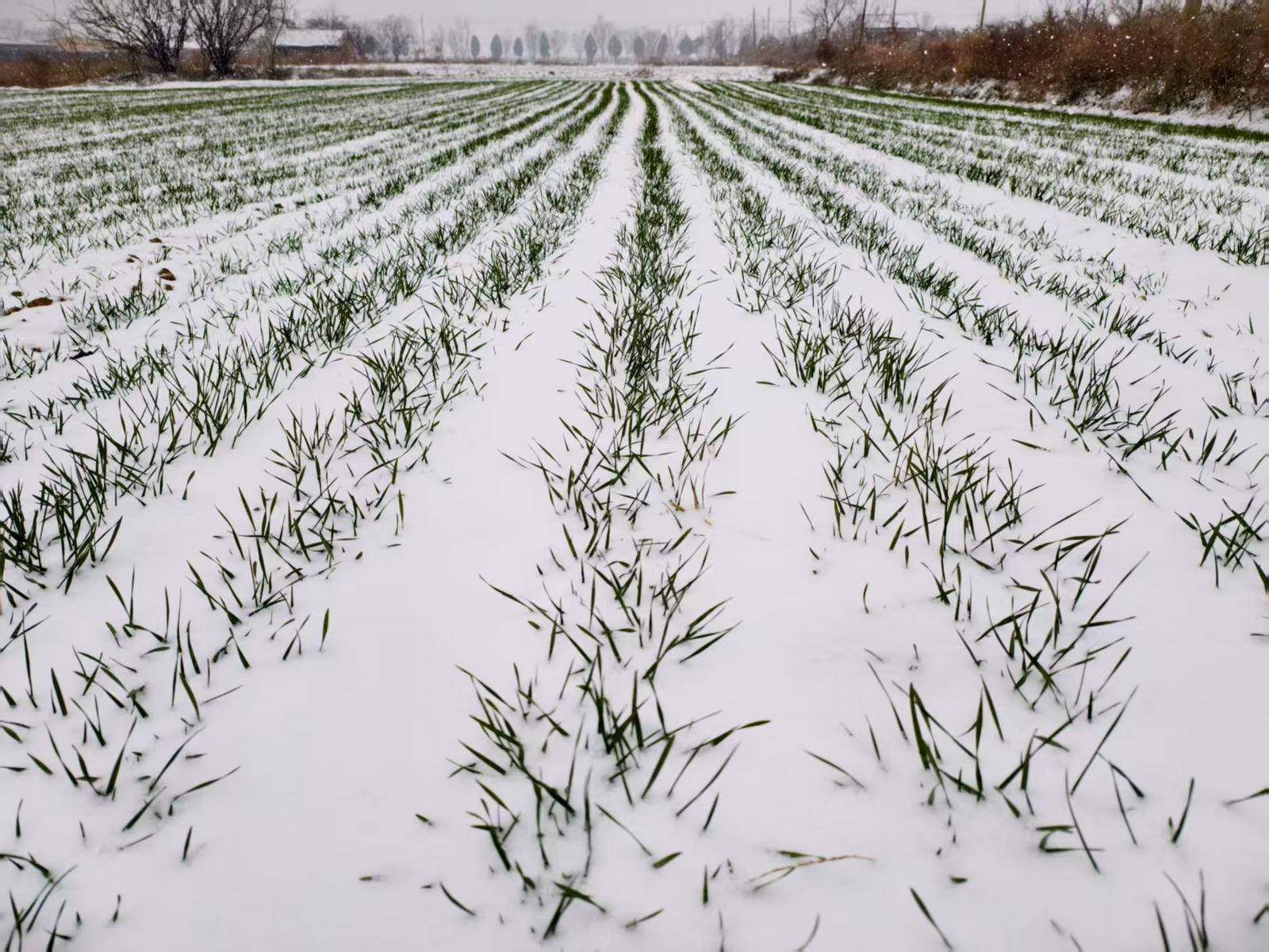 运城市平陆县,冬小麦盖“棉被”蓄力,孕育着来年好“丰”景。郝健 摄