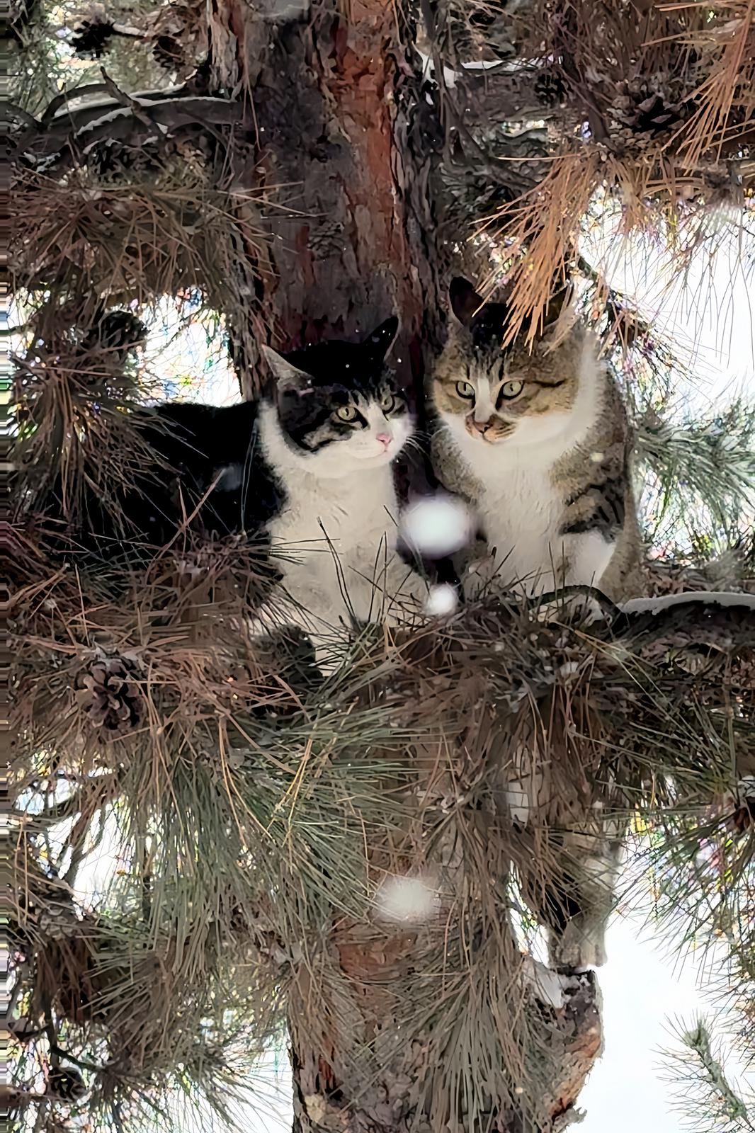 太原市学府公园,一对猫咪在树上相依赏雪景。傅国强 摄