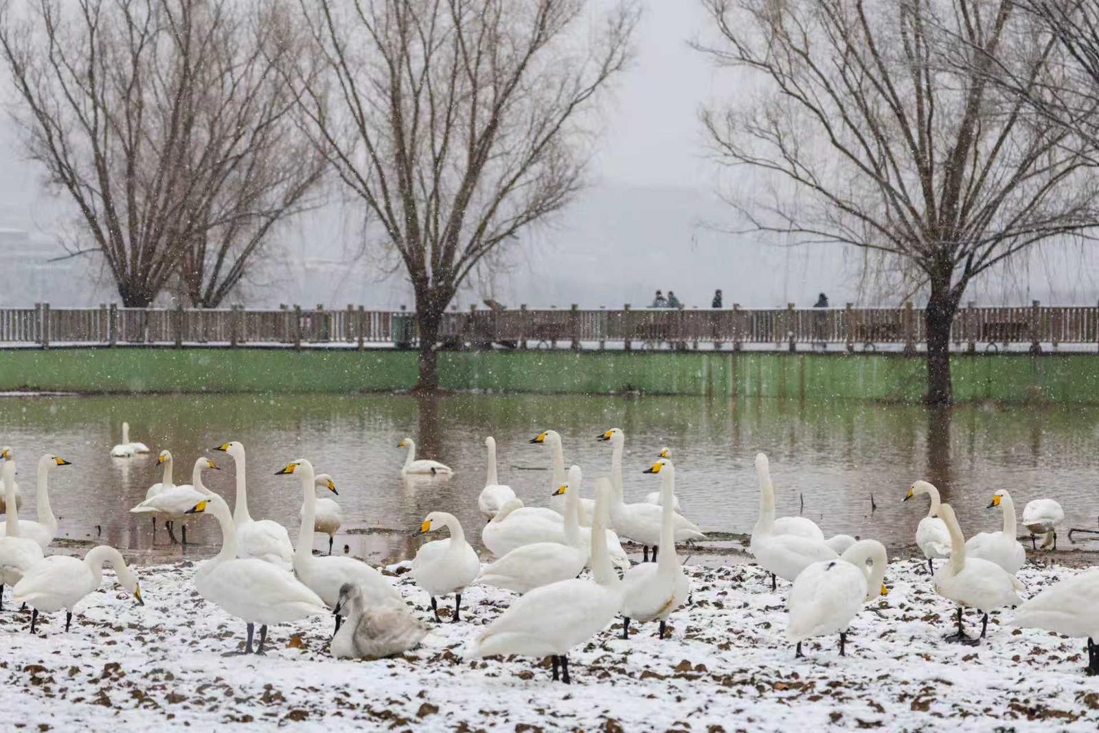 运城市平陆黄河湿地雪中天鹅舞翩翩。权永军 摄