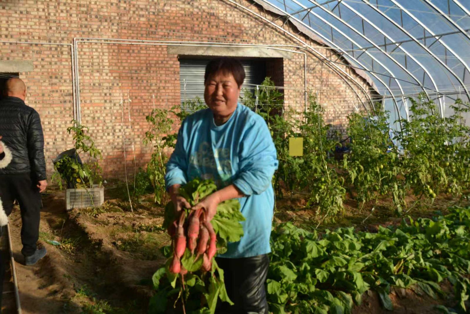 曲风村菜农贺继兰正在收蔬菜。侯耀强 摄