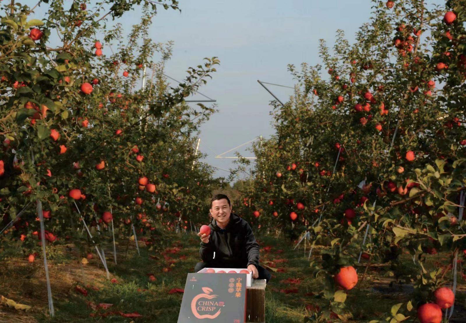 大宁县宁粹苹果专业合作社联合社负责人马旭平在果园展示宁粹苹果。侯耀强 摄