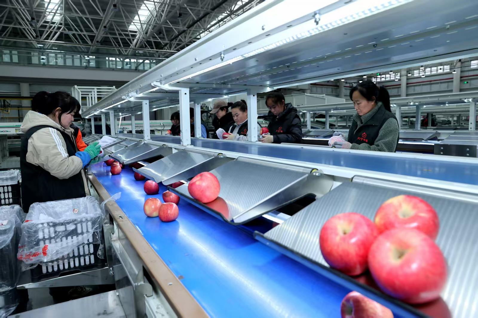 水果供应链基地车间工人正在挑选宁粹苹果。王政 摄