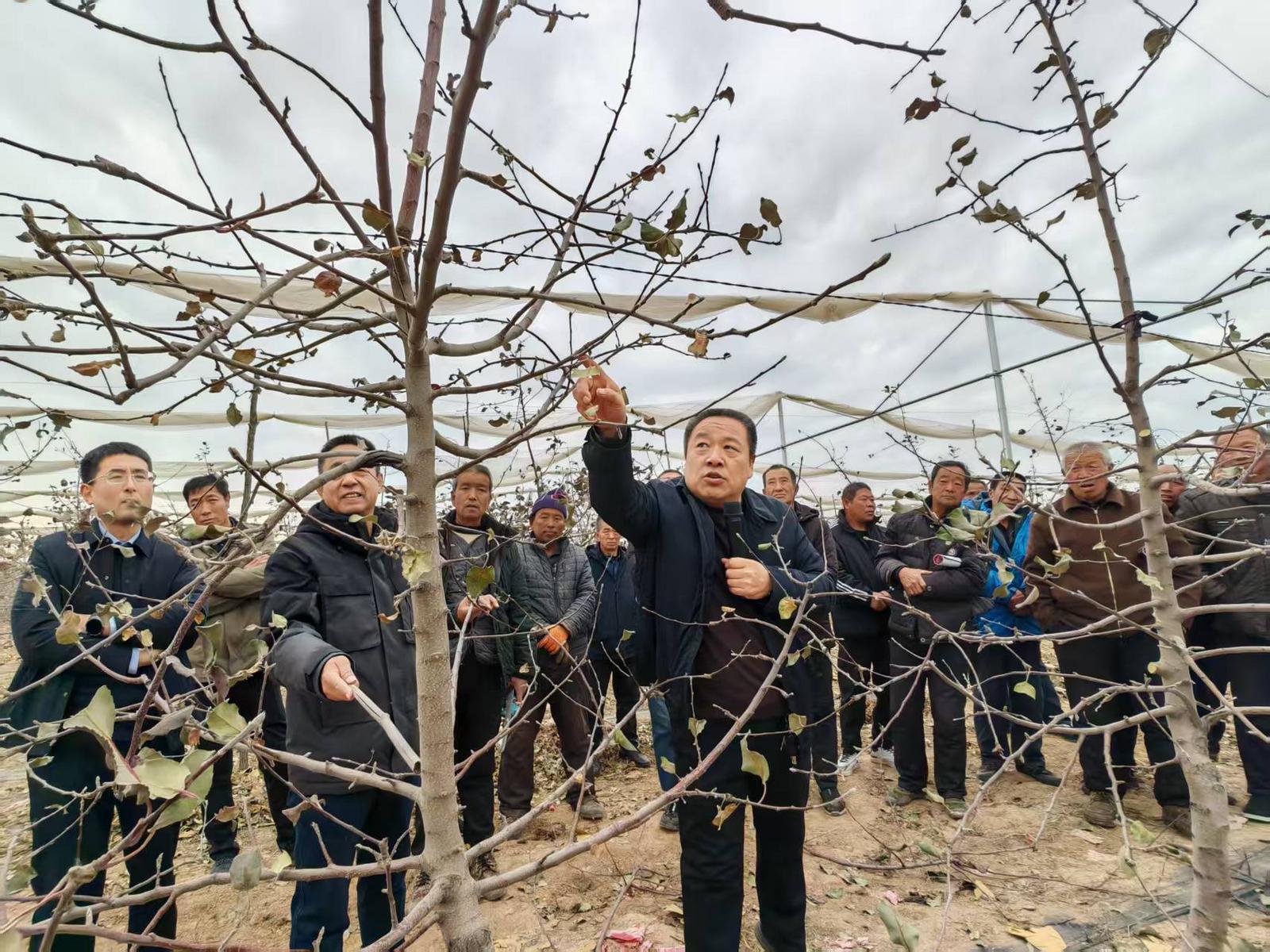 现代农业发展中心技术人员指导果农冬剪果树。张丽荣 摄