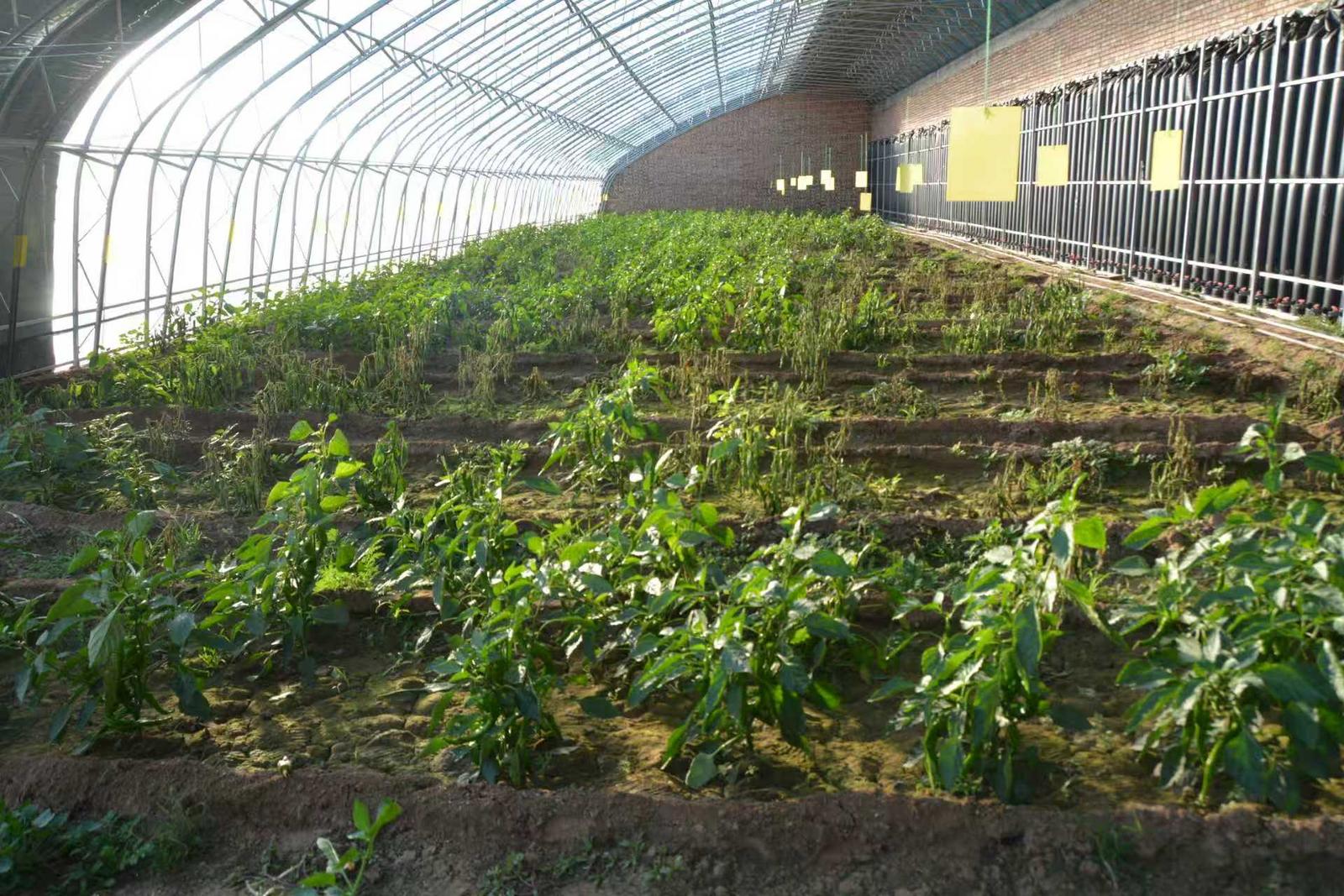 曲风村智能大棚里茁壮成长的蔬菜。侯耀强 摄