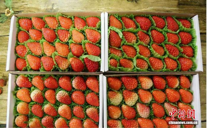 山西晋城高平市米山镇侯家庄村璟禾草莓采摘园的温室大棚,颗颗饱满、色泽鲜红的草莓新鲜上市。 冯甘霖 摄