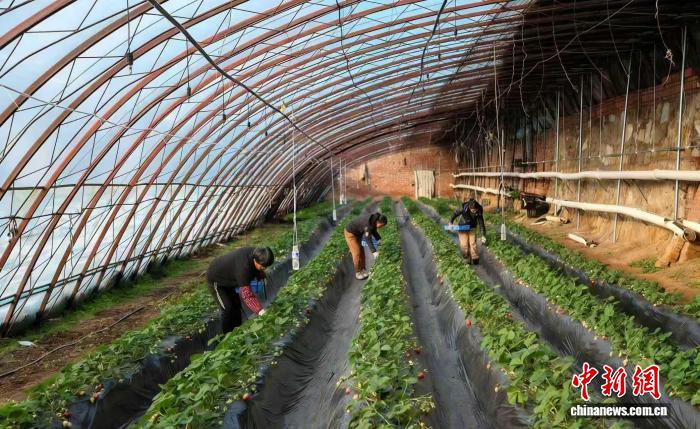 山西晋城高平市米山镇侯家庄村璟禾草莓采摘园的温室大棚里,村民们穿梭在田垄间,轻轻采摘成熟的草莓。冯甘霖 摄