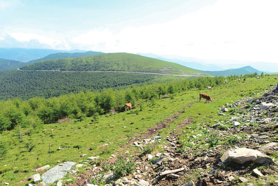 五台山亚高山带生长嵩草草甸和冻原生态景观