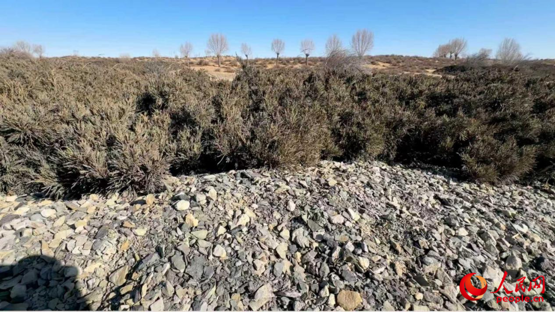 路旁的煤矸石紧挨沙地柏。人民网记者 游天燚摄