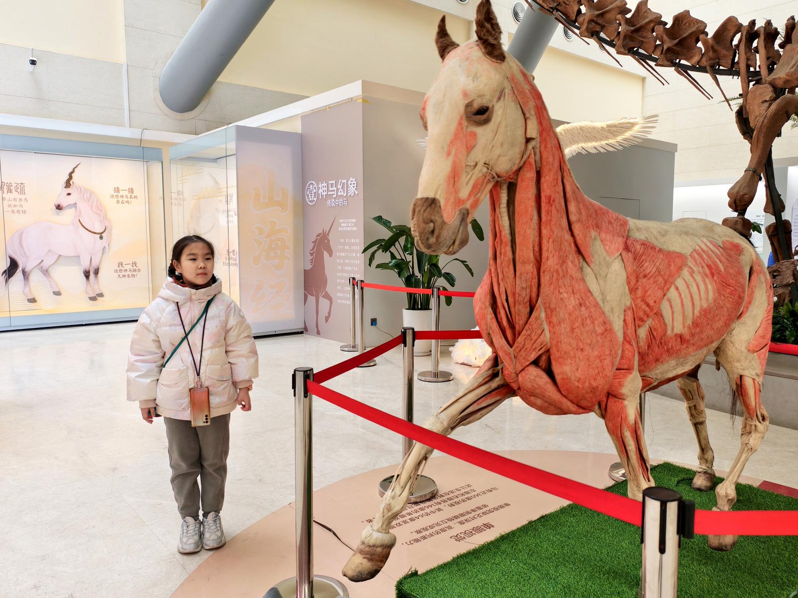 马年寻马,小朋友在山西地质博物馆探寻马文化演变,感受三晋大地的奔腾历史。安拉琴 摄