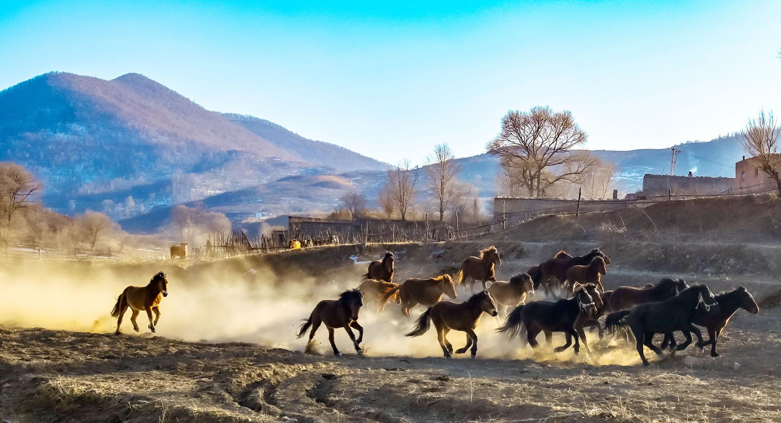 吕梁市中阳县开府村的斜阳里,藏着马年最滚烫的气势。闫旭峰 摄