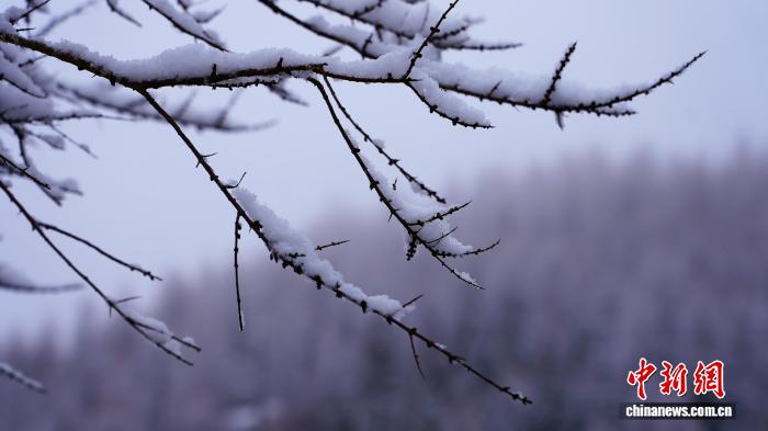 漫山林木的枝桠、松针上裹满洁白冰晶。史文勇 摄