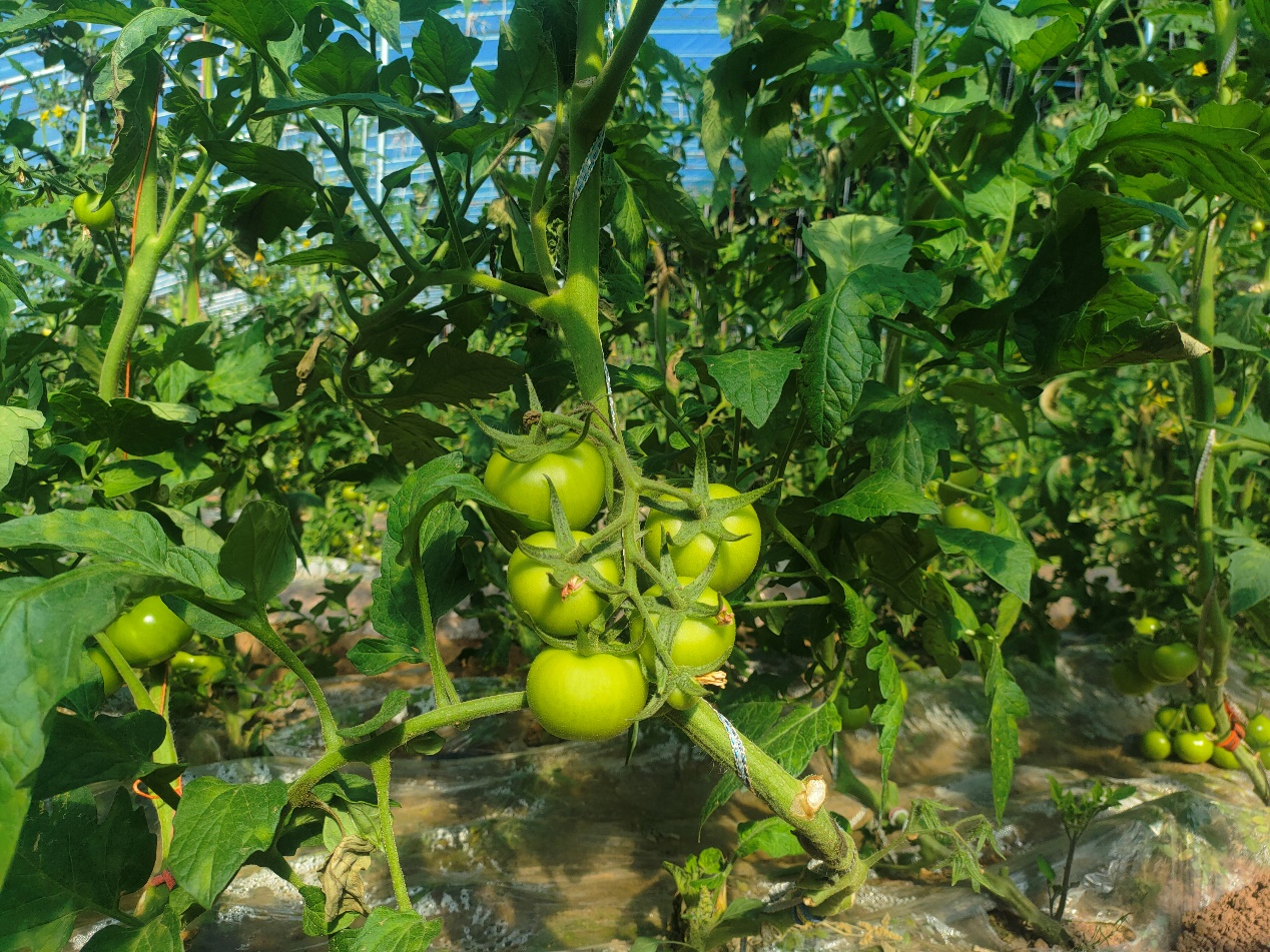 曹德全培育的高品质西红柿