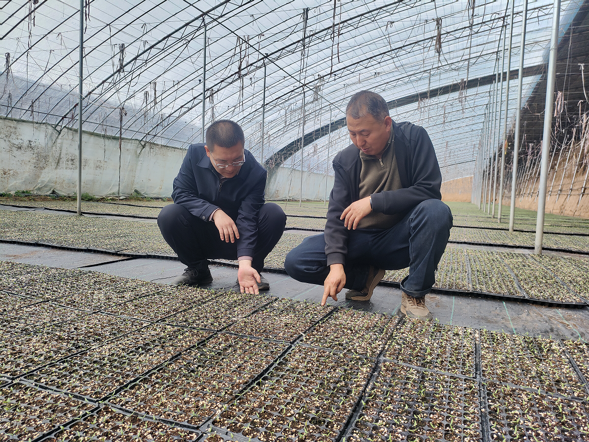 马小宁乡长查看育苗情况