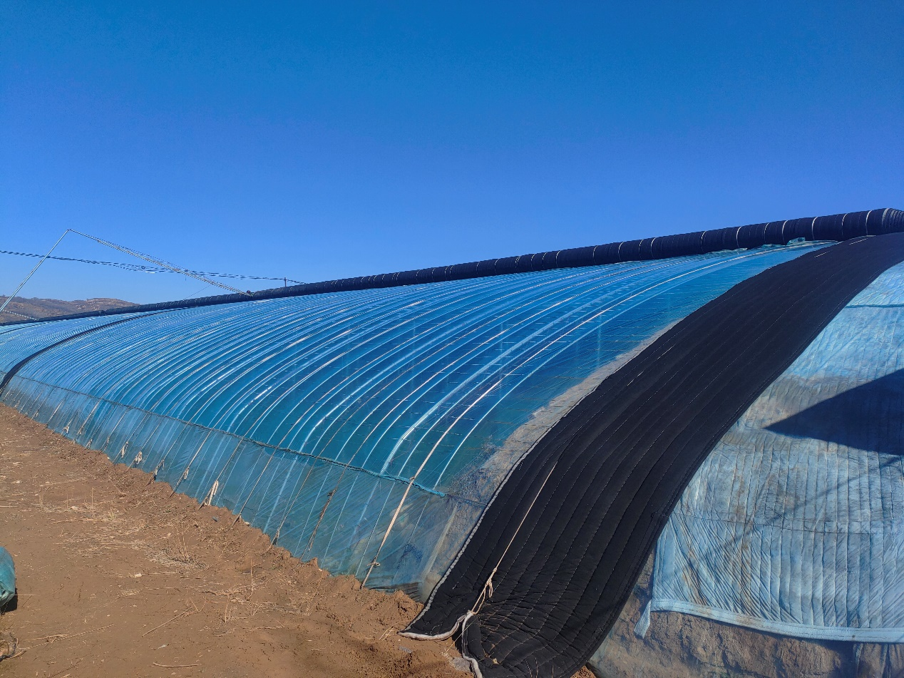 曹德全的温室大棚