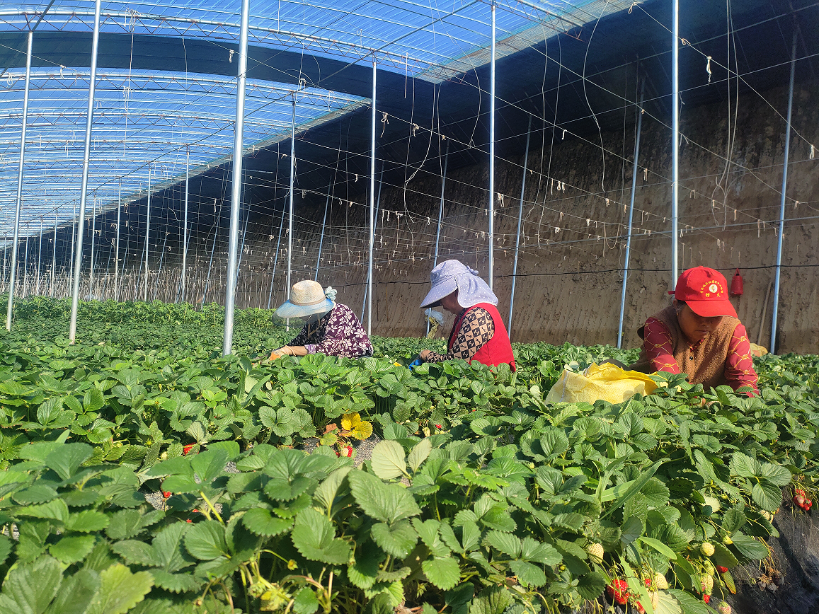 农户范巧萍(右一)和姐妹们在大棚内整理草莓苗
