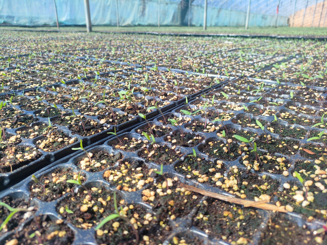 曹德全的种苗培育基地