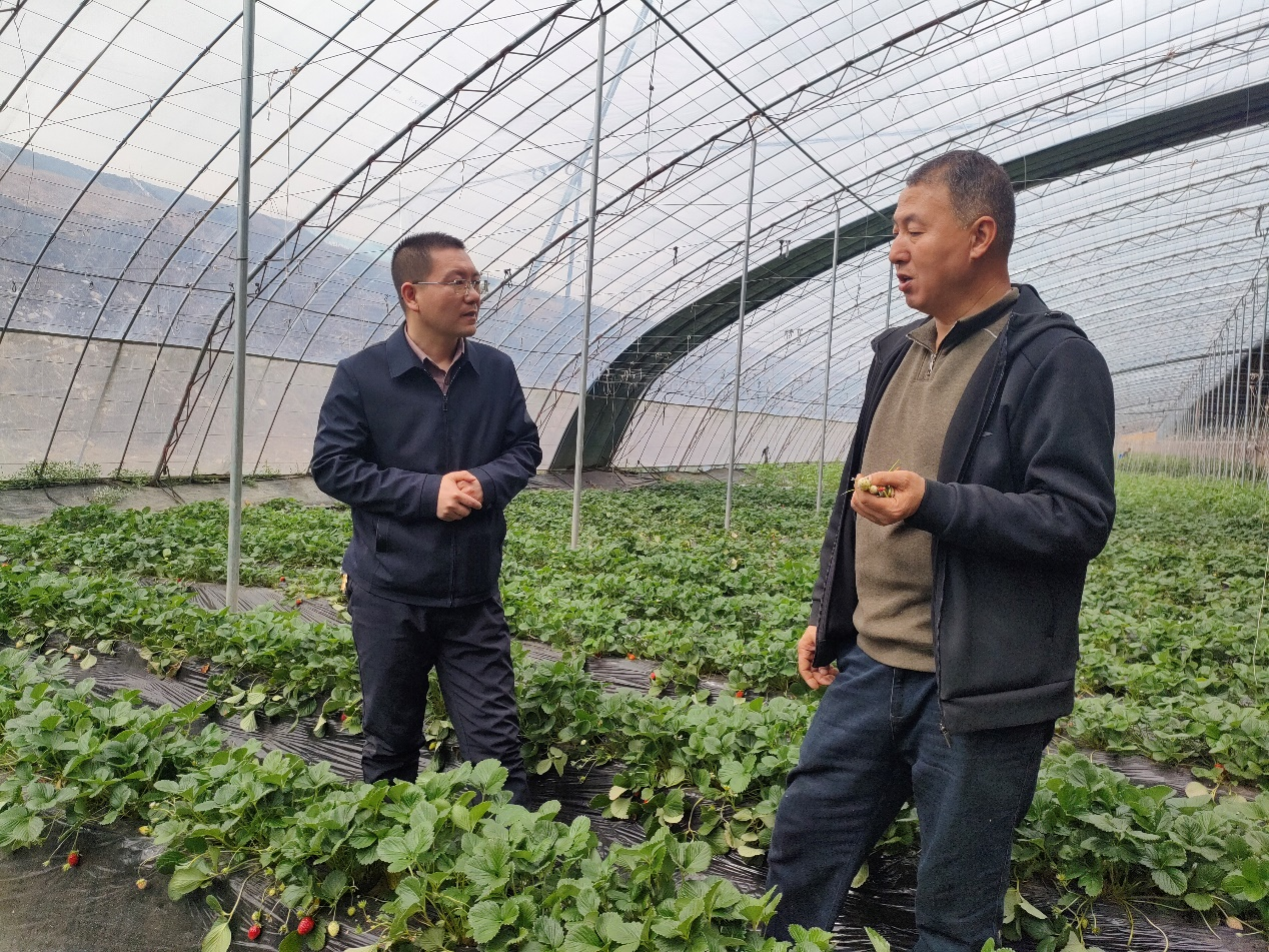 段家寨乡乡长马小宁(左)实地调研曹德全的大棚