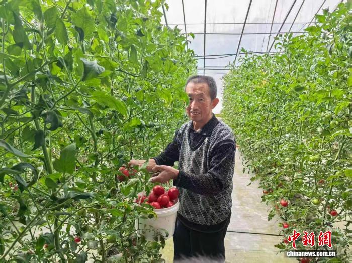 图为山西晋中潇河城市农场,数字化大棚内,工作人员正在采摘普罗旺斯西红柿。向上 摄