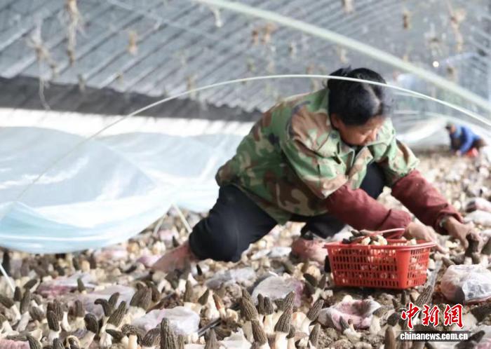 在羊肚菌采收现场,工作人员穿梭忙碌、干劲十足。 张媛 摄