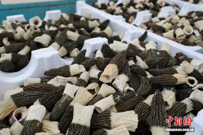 当前,羊肚菌已全面进入采收高峰期。 张媛 摄