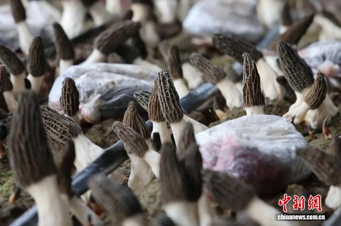 忻州忻府区的现代农业示范园区,大棚里褐亮饱满的羊肚菌破土而出。张媛 摄