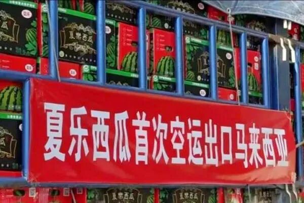 夏乐西瓜.jpg