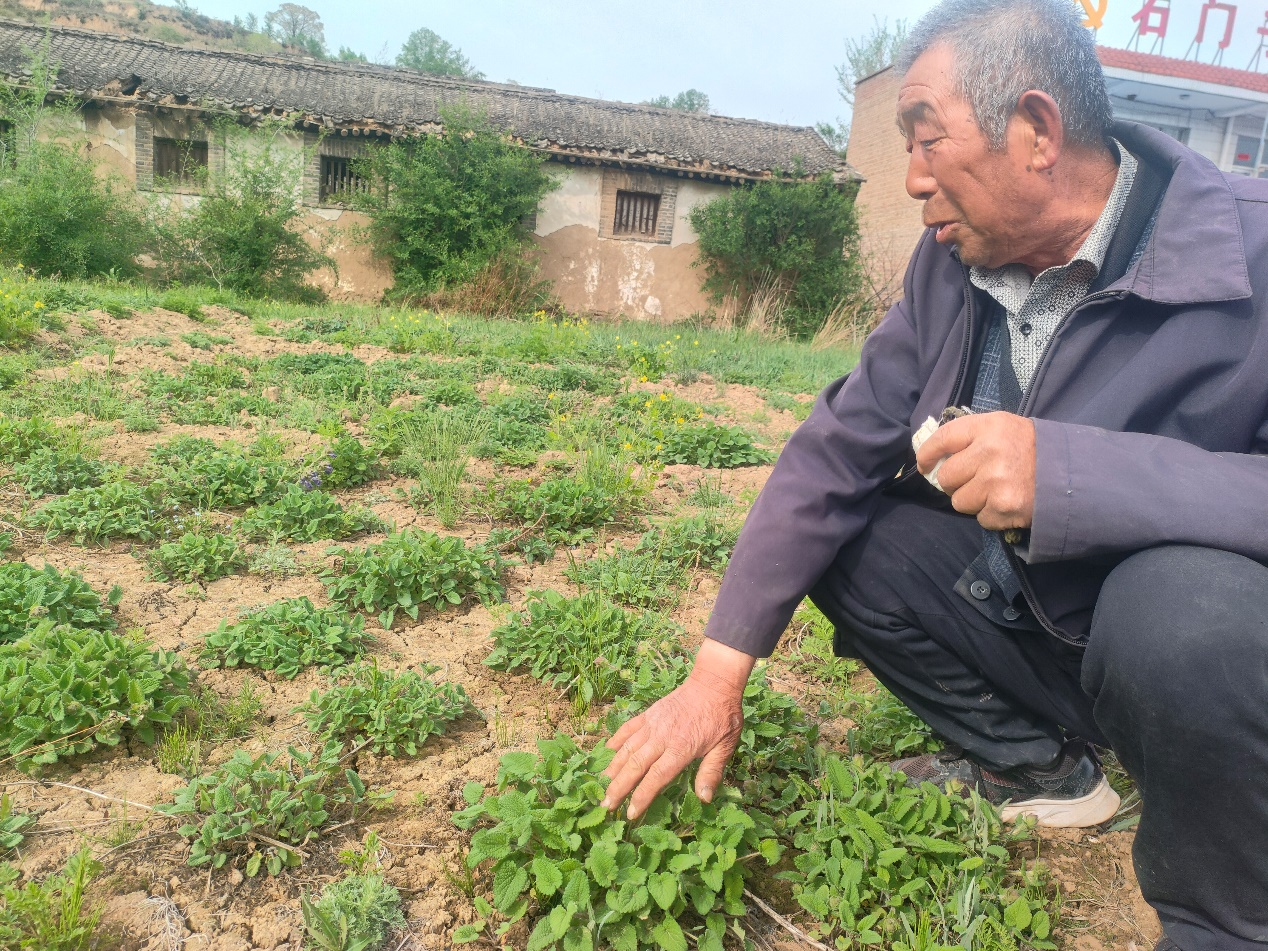 从山上移栽过来的岩青兰泛着绿意