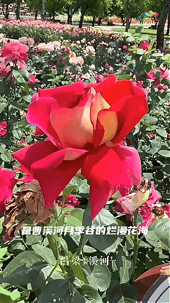 6月3日 (1).gif