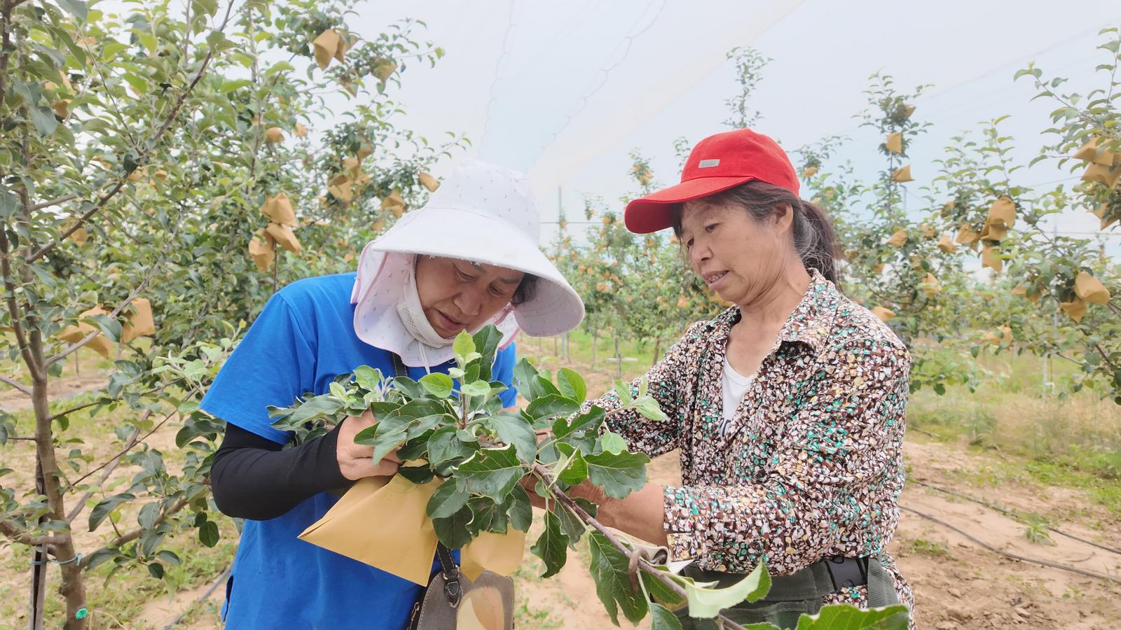 让好果子卖出好价钱,必须打通产业链。大宁县立足资源禀赋,构建特色鲜明、多元支撑的“1+4”现代产业体系。通过建标准化果园、完善冷链仓储、打造“宁粹”品牌,让苹果的“身价”和市场竞争力显著提升。2025年,大宁县“宁粹”苹果种植面积达2.5万亩,年产量突破600万斤,特级果每斤卖到50元,成功打入国际市场,远销英国、加拿大等地,带动全县3059户果农增收。