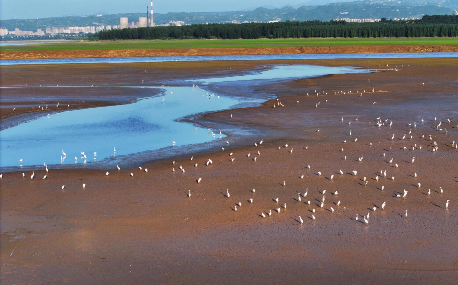 2026年7月19日,运城市平陆县黄河滩涂,水鸟聚集。郭改梅 摄