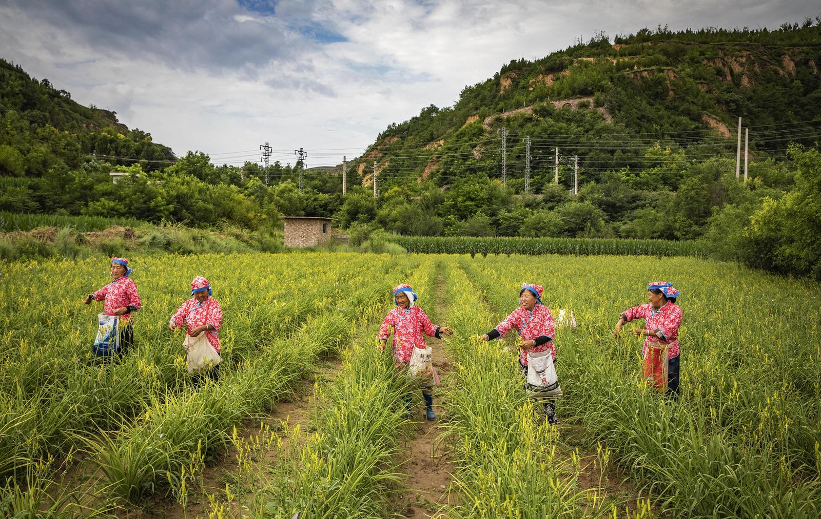 2026年7月23日,吕梁市柳林县留誉镇黄花菜基地铺开金黄画卷。王凤云 摄