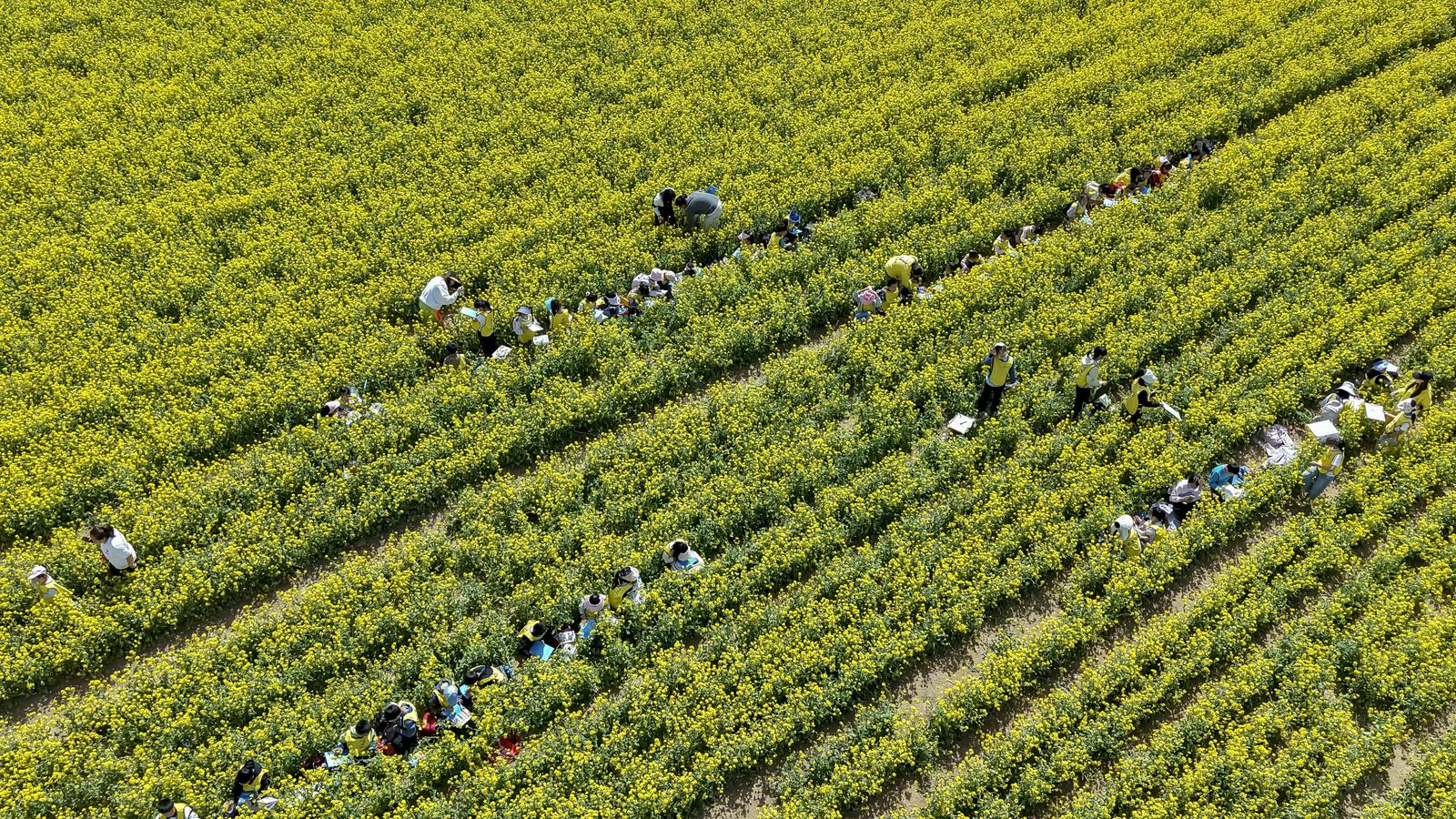 2026年4月25日,晋中市榆次区什贴村,油菜花海变身美育课堂。张耀宇 摄